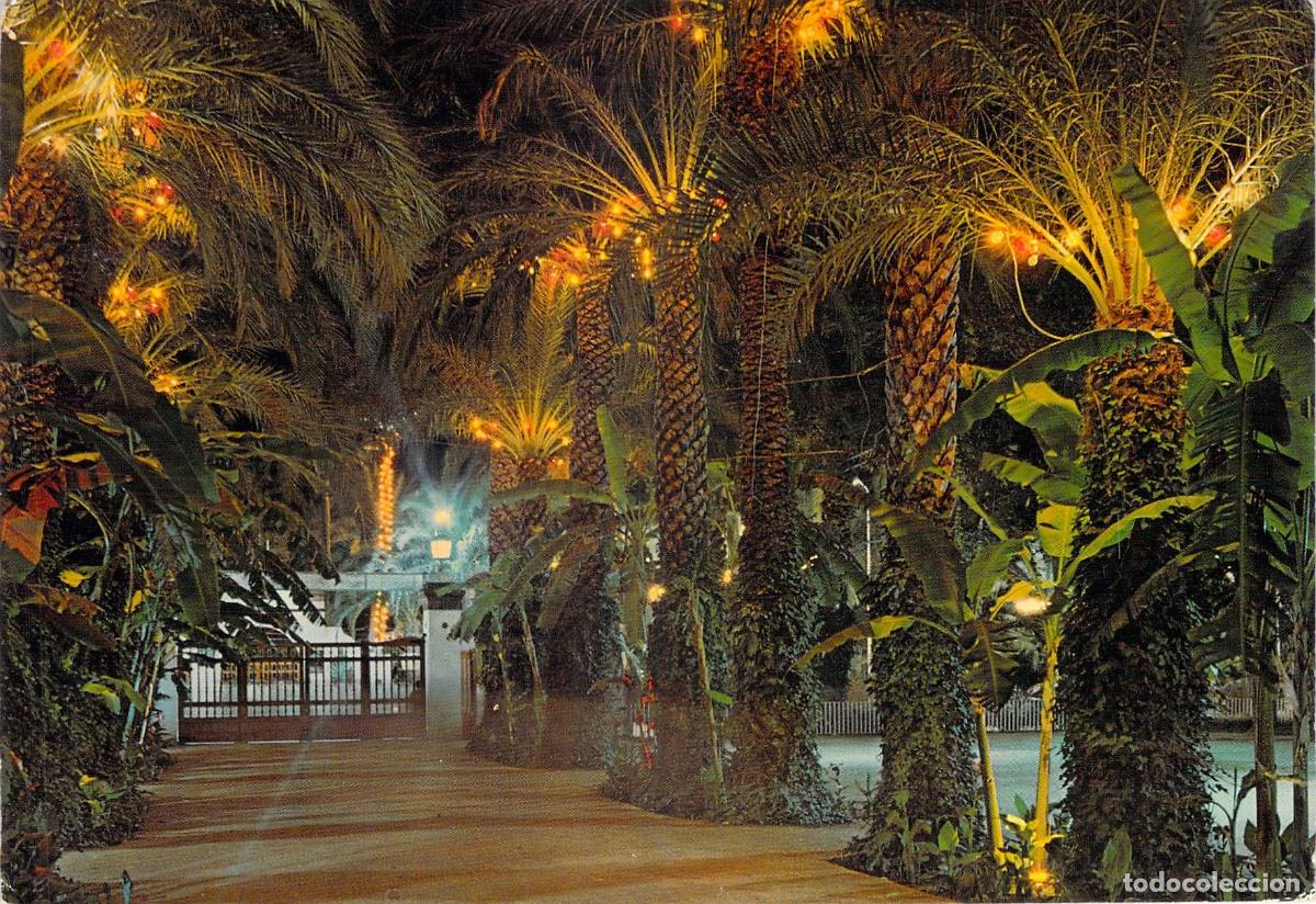 Postales: Postal Elche Parque Municipal Iluminado Palmeras