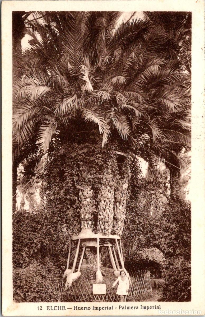 Postales: Elche - Huerto Imperial - Palmera Imperial - Roisin 12 - 140x90mm