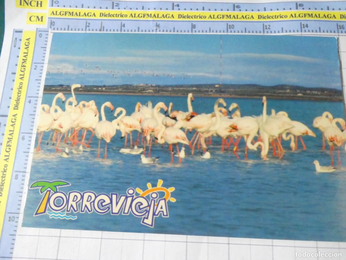 Postales: POSTAL DE ALICANTE. TORREVIEJA FLAMENCOS. AYUNTAMIENTO AREA TURISMO. 2659
