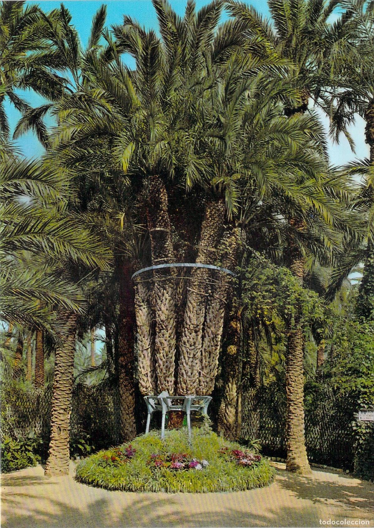 Postales: Postal de la Palmera Imperial en el Huerto del Cura, Elche
