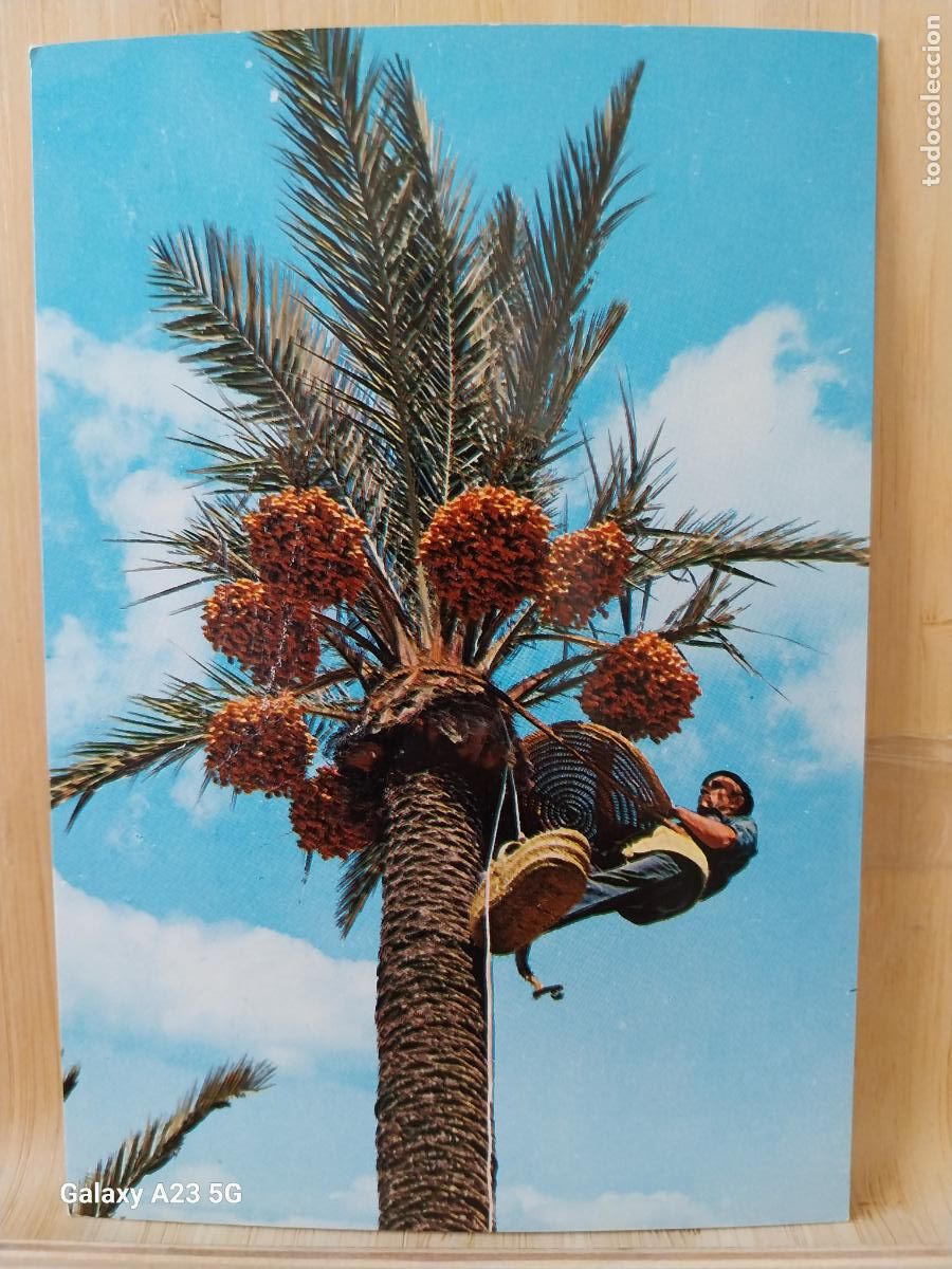 Postales: ELCHE RECOGIDA FRUTO ED GARRABELLA 41 SC ORIGINAL ANIMADA ARBOL PALMERA