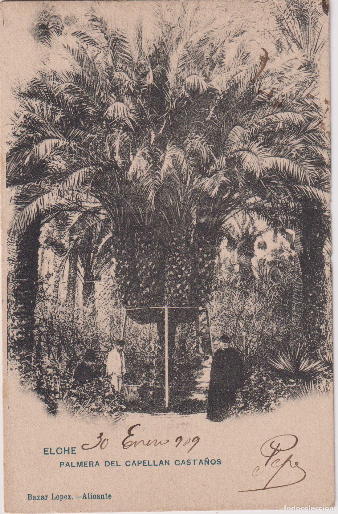 Postales: ELCHE (ALICANTE) PALMERA DEL CAPELLAN CASTA&Ntilde;OS - BAZAR LOPEZ - CIRCULADA 1909 - S/DIVIDIR