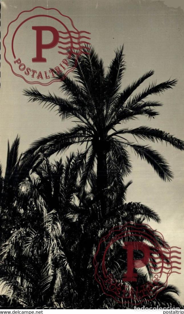 Postales: ALICANTE. ELCHE. PALMERAS.