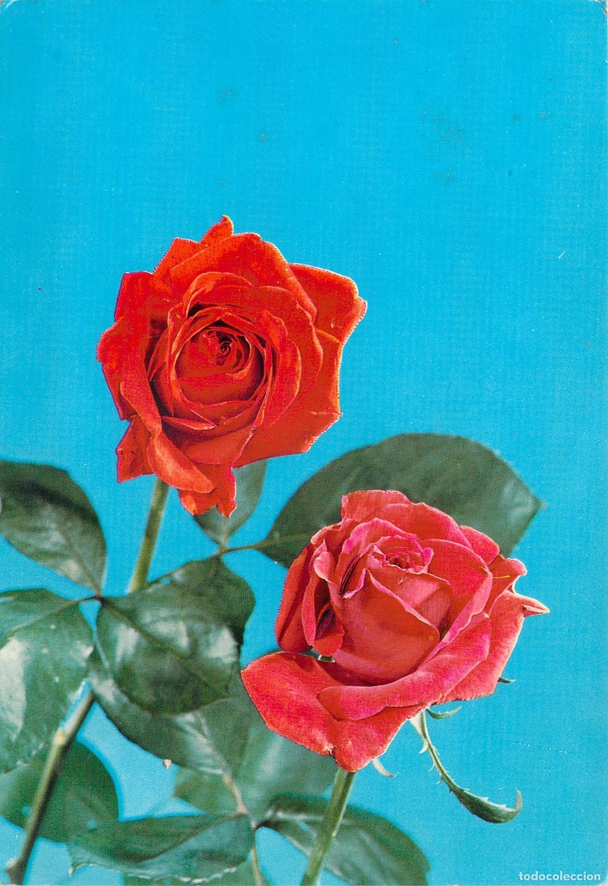 Postales: Postal de dos rosas rojas sobre fondo azul