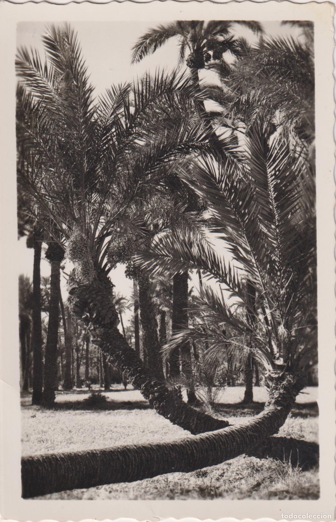 Postales: ELCHE, PALMERAS ROMEO Y JULIETA &ndash; EDICIONES ARRIBAS 115 &ndash; S/C