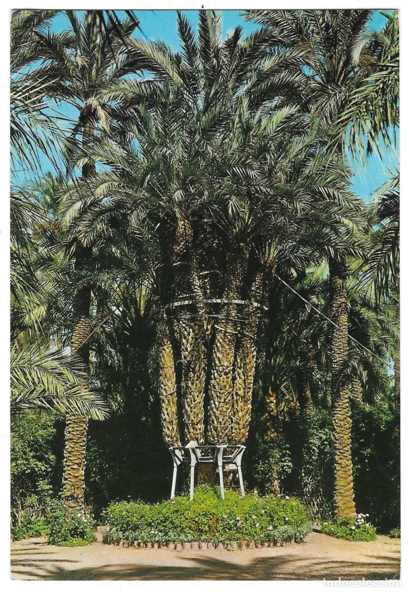 Postales: Postal Elche. Alicante. Huerto del Cura. Palmera Imperial. ref. 7-alicante126