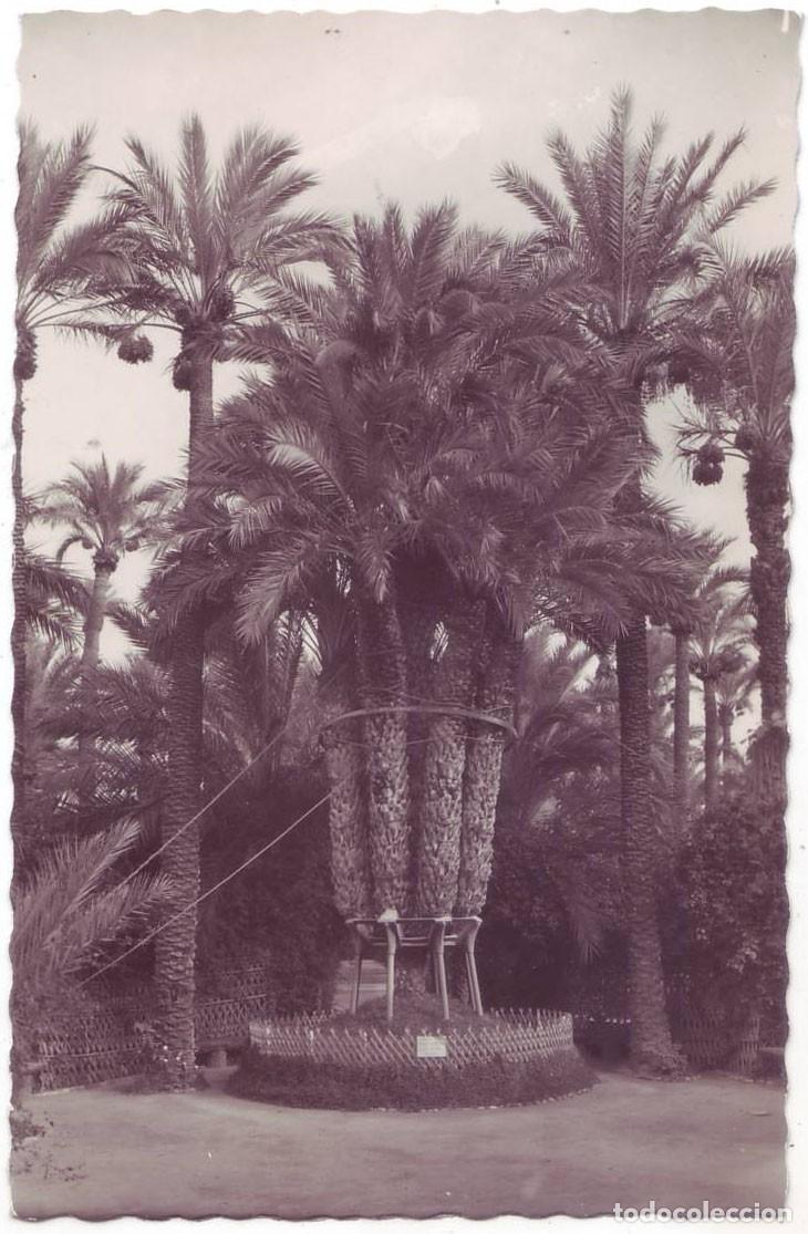 Postales: Elche (Alicante): Huerto del Cura. La Palmera Imperial de los ocho brazos. G&ordf; Garrabella (A&ntilde;os 50)