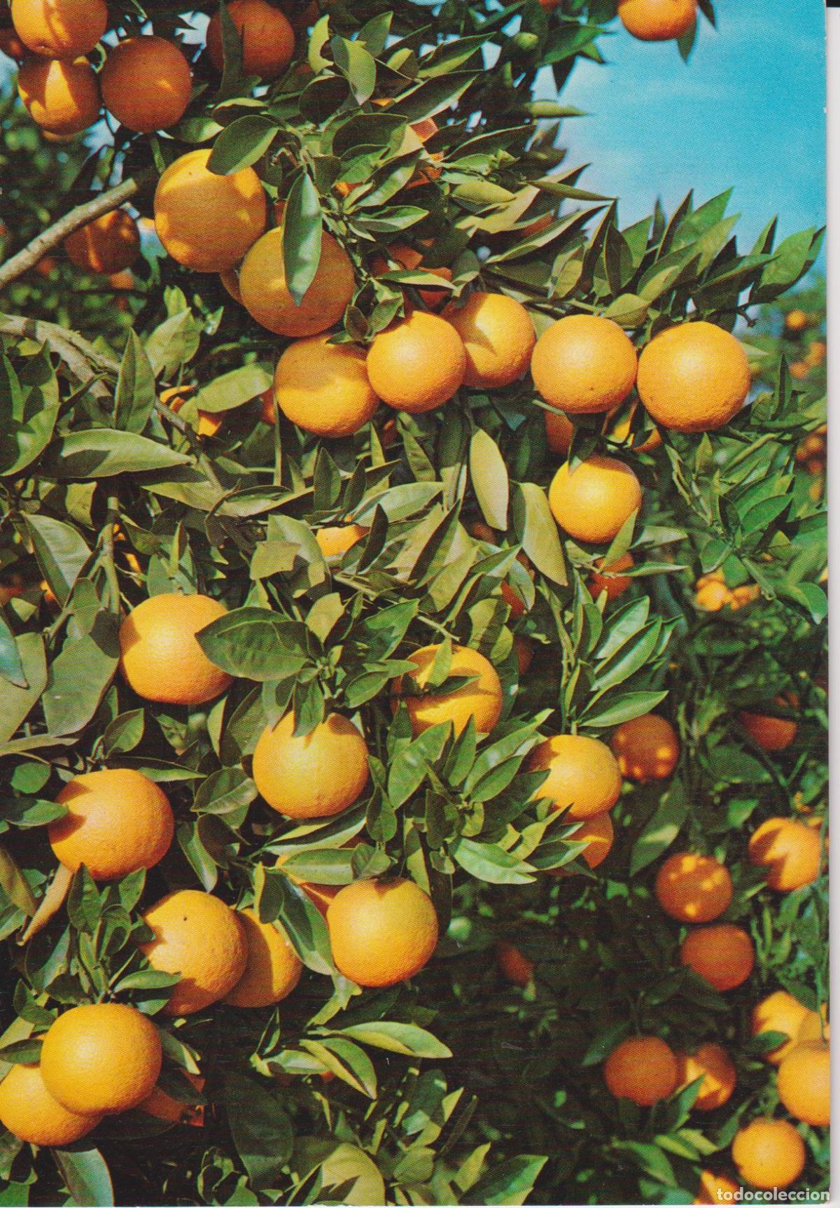 Postales: VALENCIA, NARANJAS VALEMCIANAS - ERNESTO SOLER CATALA N&ordm;26 - S/C