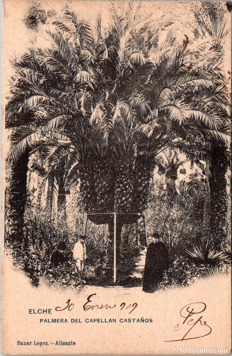 Postales: Elche - Palmera del Capell&aacute;n Casta&ntilde;os - Bazar L&oacute;pez - Reverso sin Dividir - 141x91mm