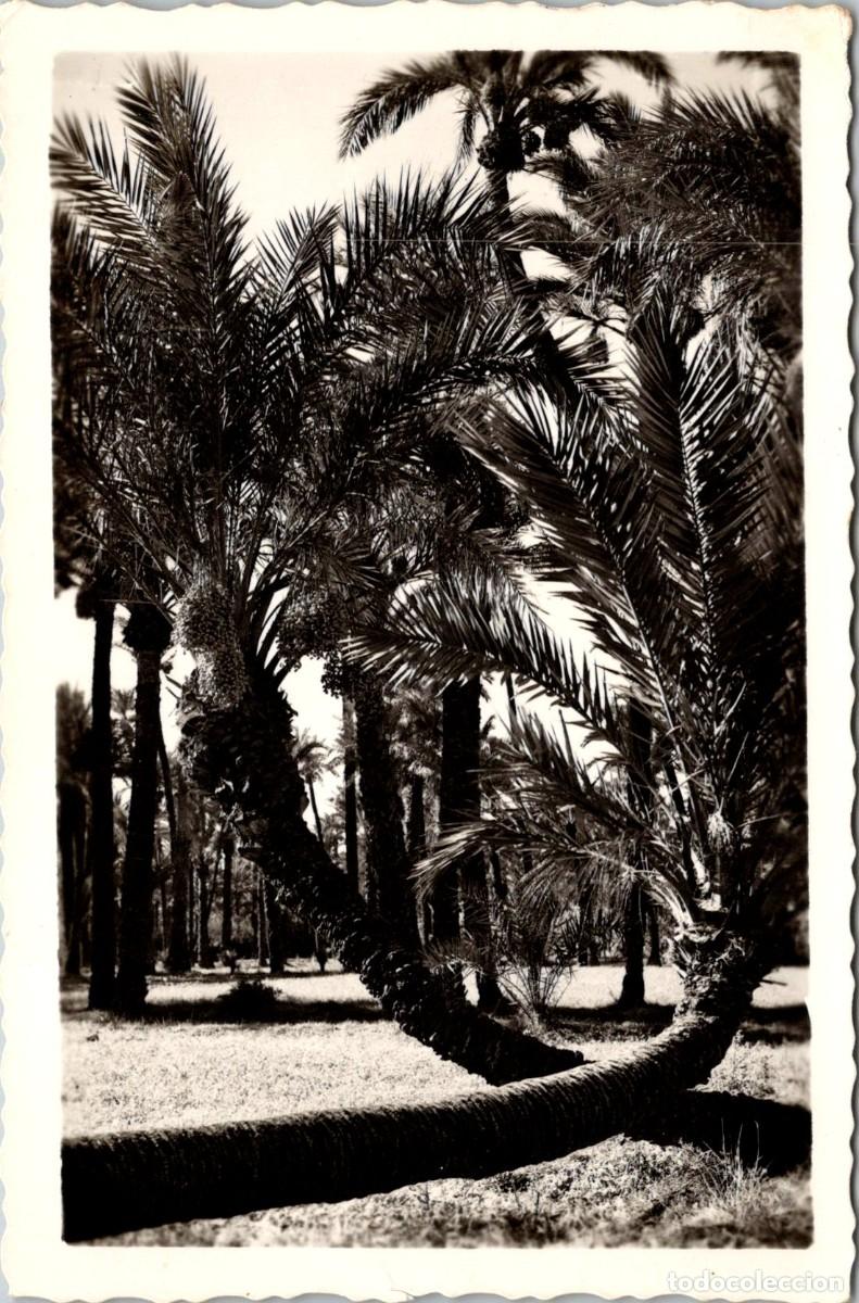 Postales: Elche - Palmeras Romeo y Julieta - Arribas 115 - 141x93mm