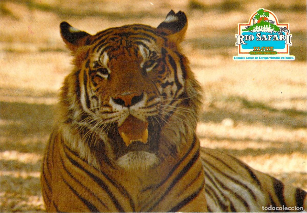 Postales: Postal de Rio Safari en Elche con imagen de tigre