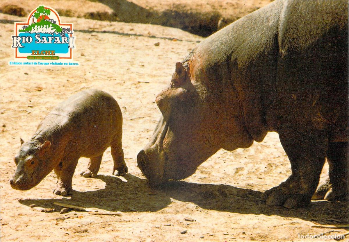 Postales: Postal de Rio Safari en Elche con Hipop&oacute;tamos