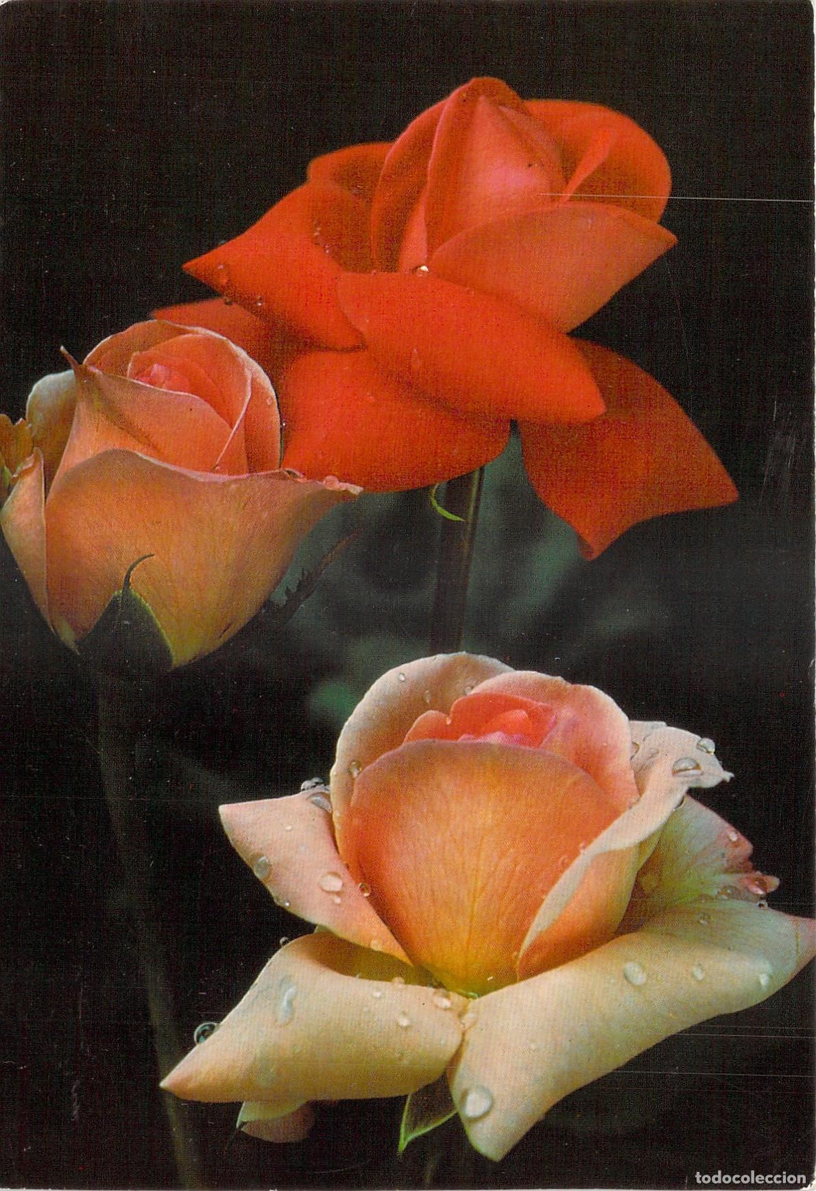 Postales: Postal de bellas rosas en color