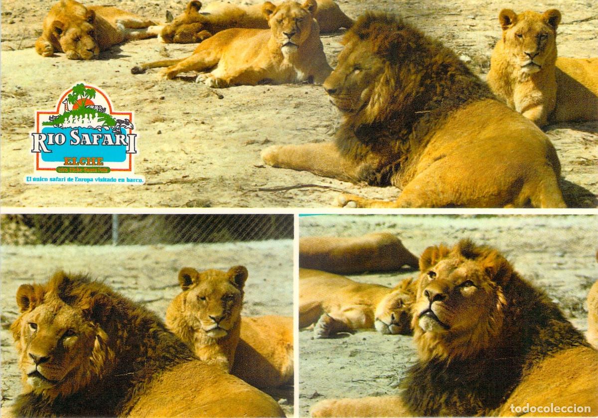 Postales: Postal de leones en Rio Safari Elche