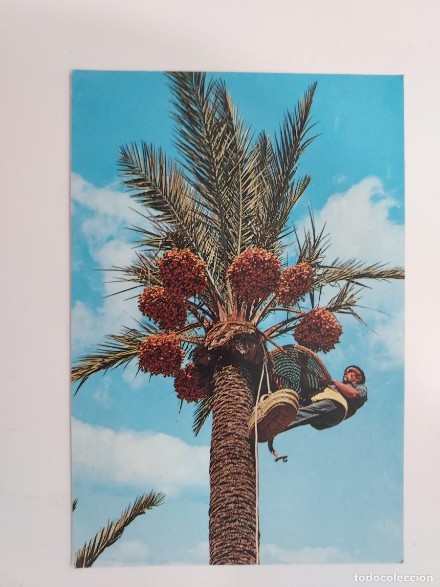 Postales: POSTAL ELCHE RECOGIDA DEL FRUTO. 1968. SIN CIRCULAR. JIMENEZ 41. ALICANTE