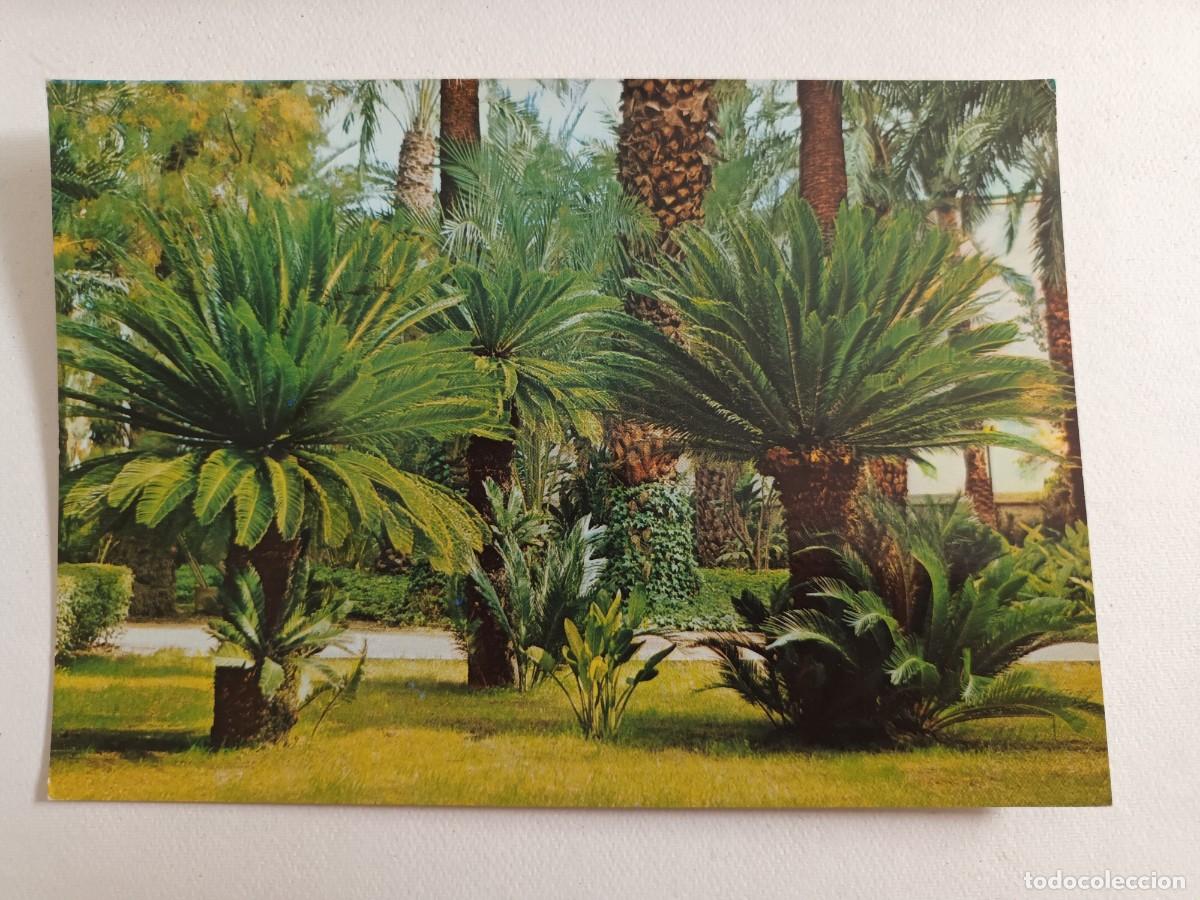 Postales: ELCHE (ALICANTE). HUERTO DEL CURA. JARD&Iacute;N DE LAS CYCAS (1972) - FRANQUEO