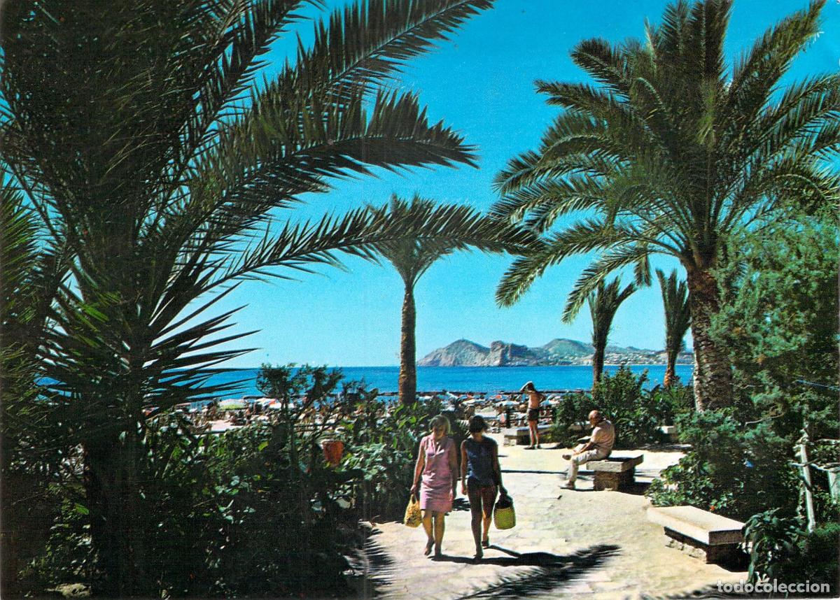 Postales: Postal de Benidorm Costa Blanca con palmeras y playa