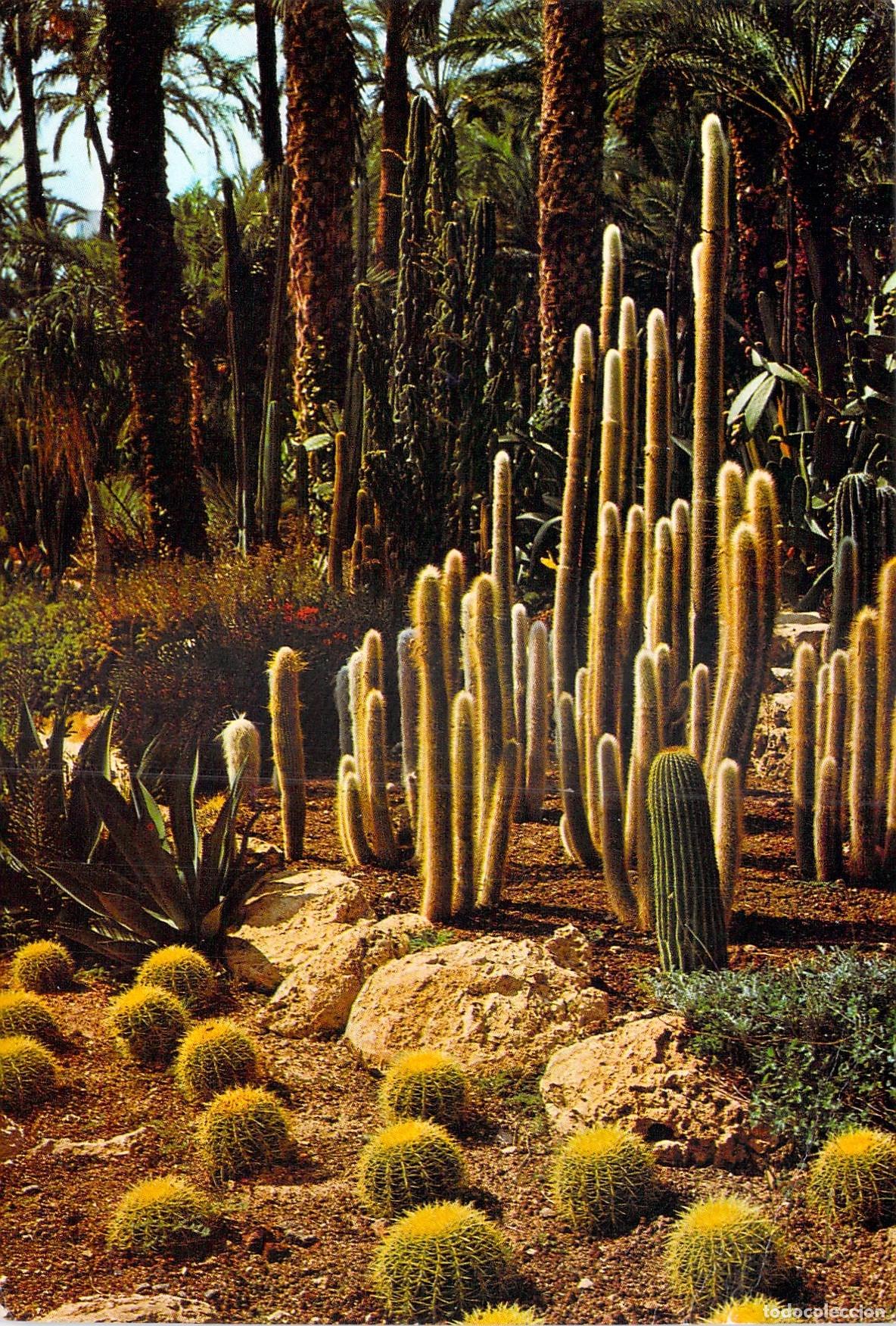 Postales: Postal de Elche, Huerto del Cura, Rocalla de Cactus