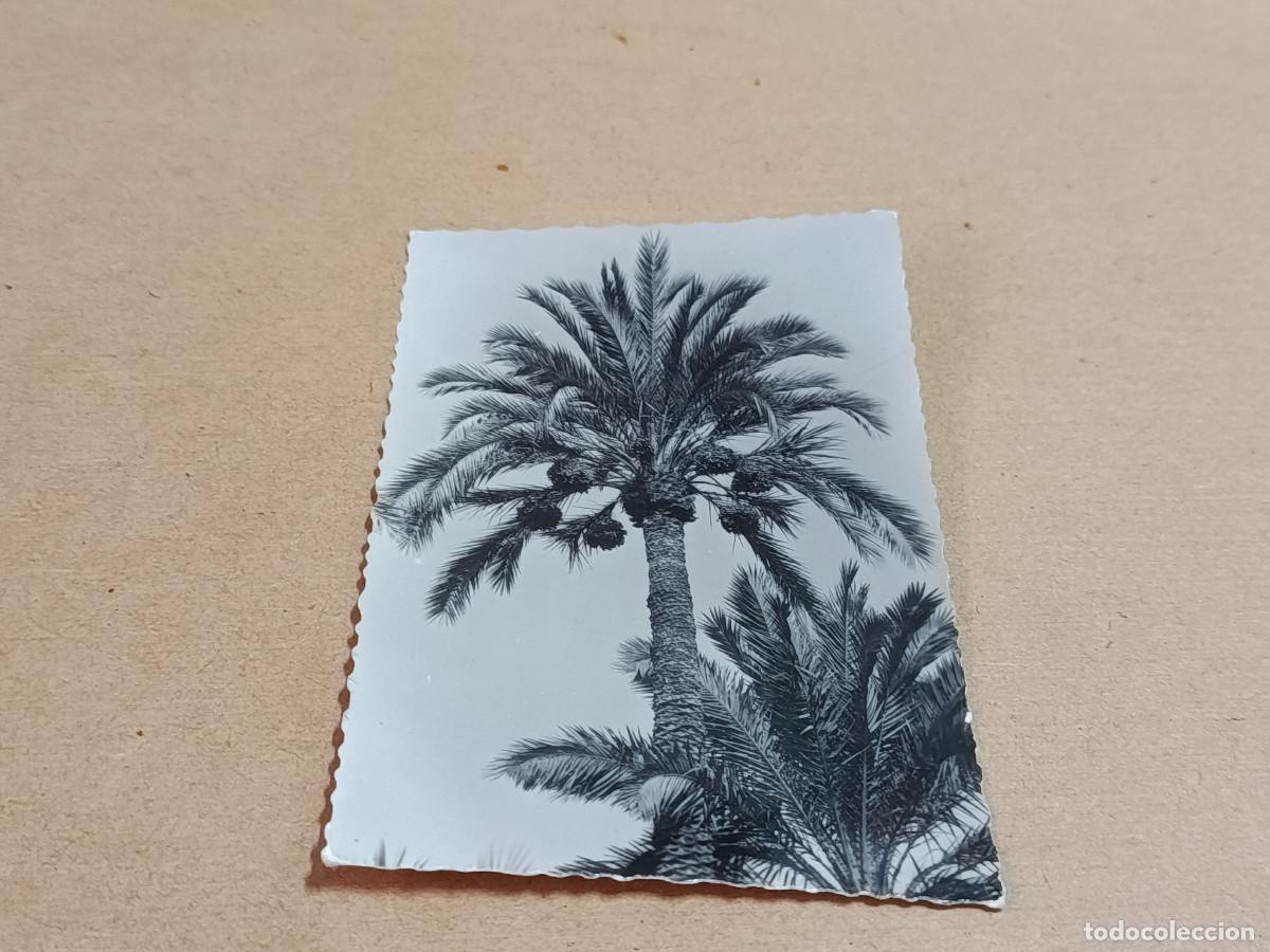 Postales: ALICANTE - POSTAL ELCHE - HUERTO DEL CURA - EJEMPLAR DE PALMERA HEMBRA EN TODA SU BELLEZA