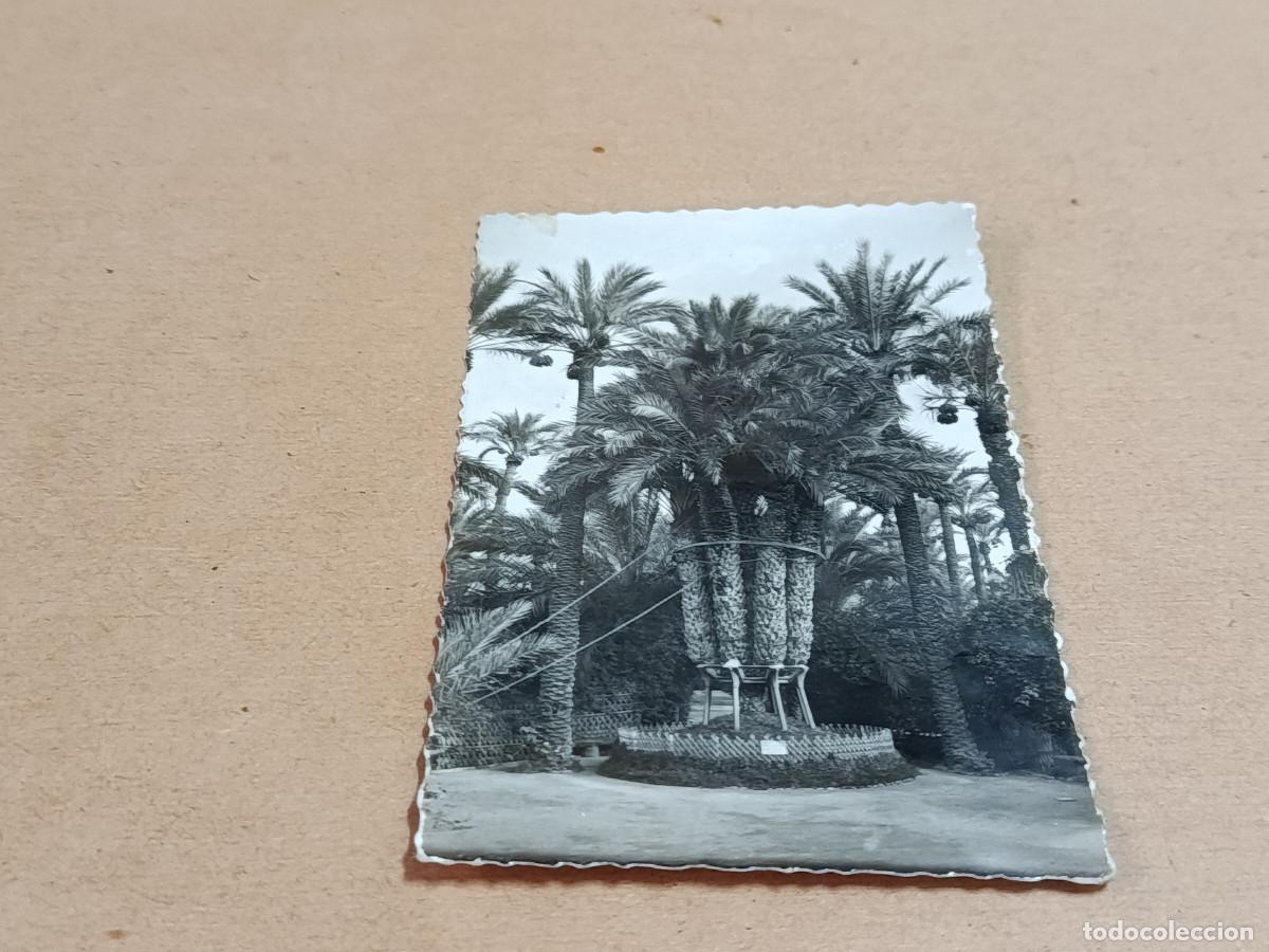 Postales: ALICANTE - POSTAL ELCHE - HUERTO DEL CURA - LA PALMERA IMPERIAL DE LOS OCHO BRAZOS