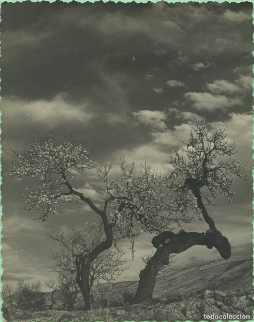 Postales: ALICANTE. Paisaje con almendros. Sin circular. EDICIONES FOTO S&Aacute;NCHEZ