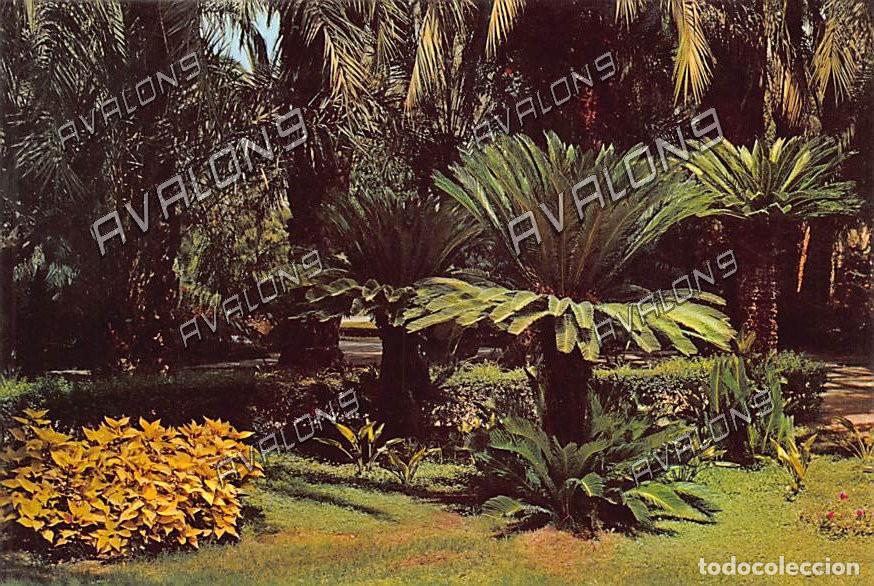 Postales: Huerto del Cura, rinc&oacute;n de Cyccas en Elche (Alicante) - Sin Circular - a&ntilde;os 70 u 80