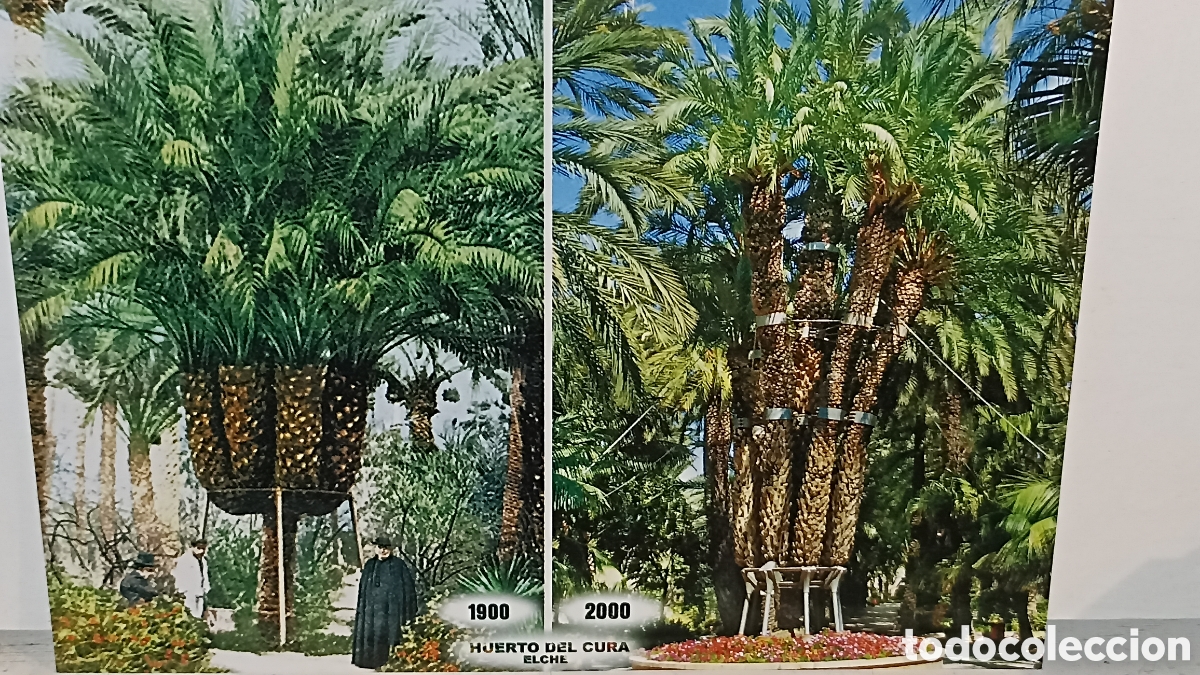 Postales: MINT Elche el huerto del cura. patrimonio de la humanidad imperial 1900/2000