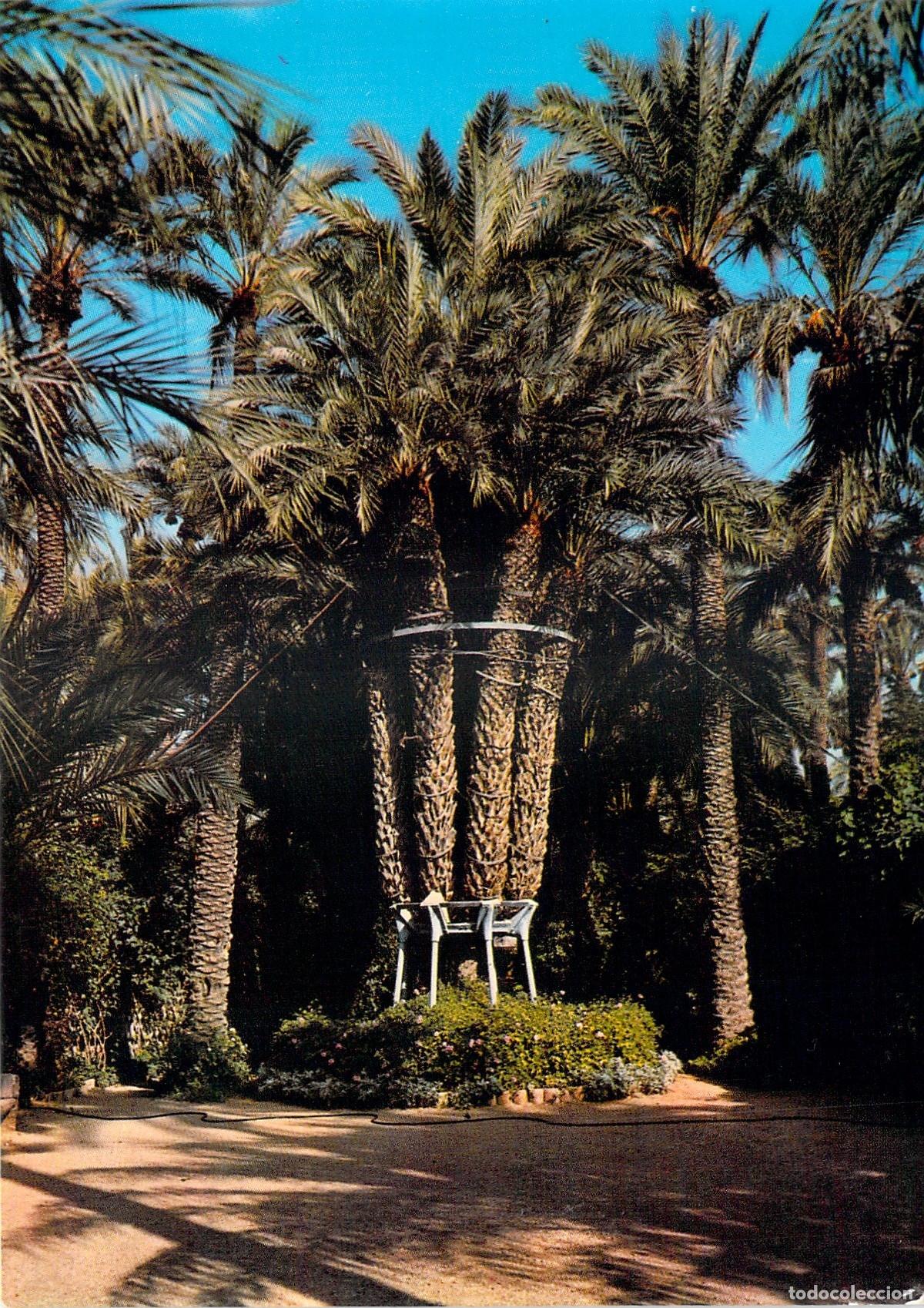 Postales: Postal del Huerto del Cura en Elche