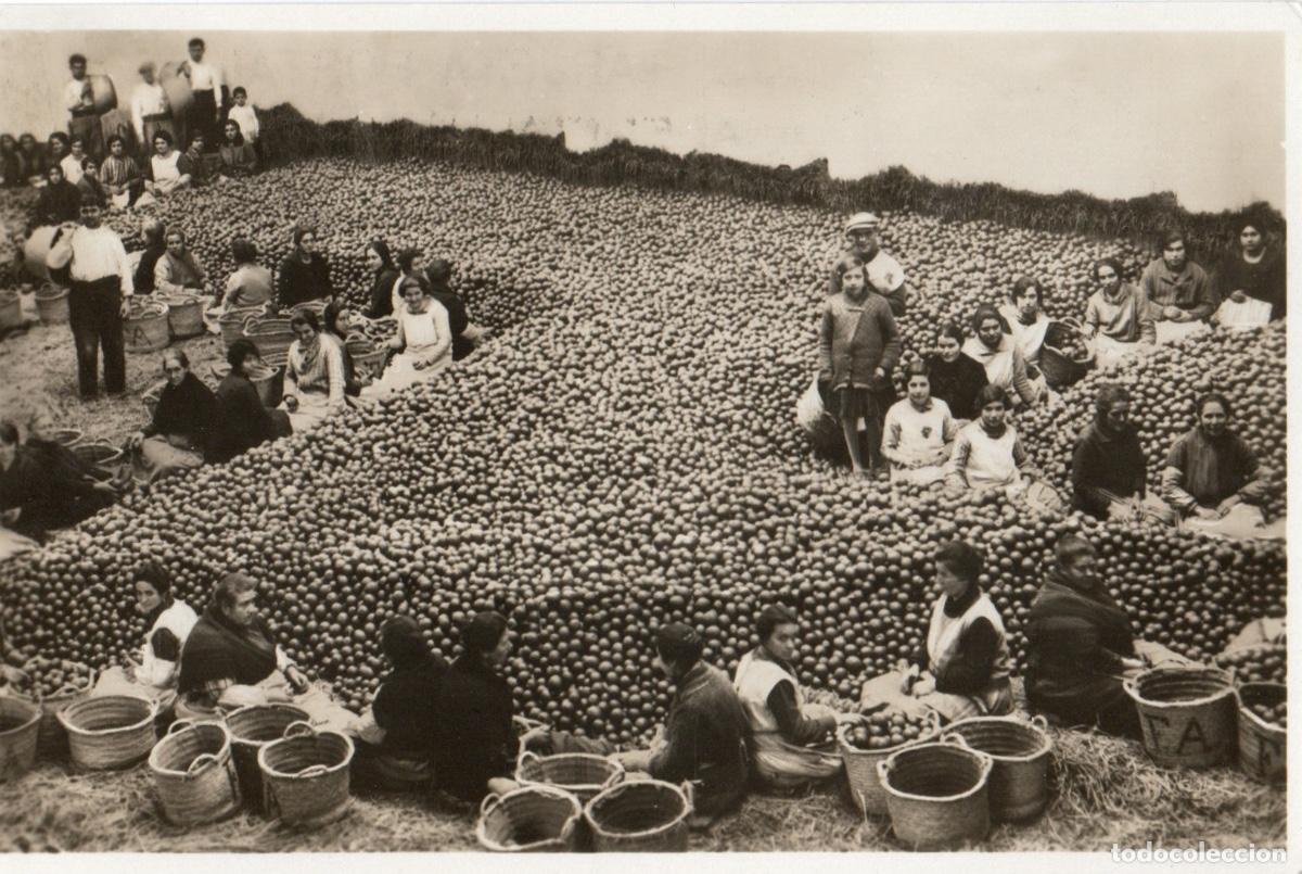 Postales: VALENCIA NARANJA MANIPULADORAS DE CITRICOS