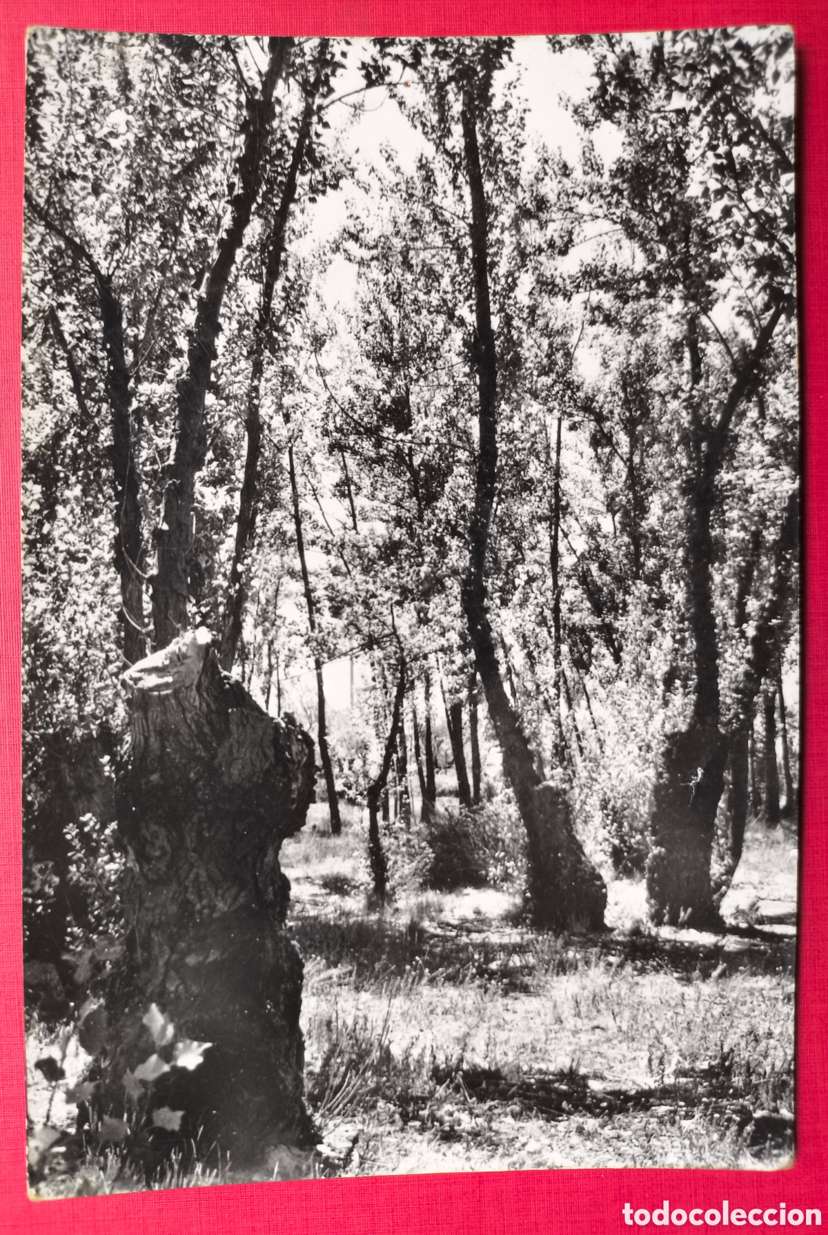 Postales: CAUDIEL SANTA &Uacute;RSULA POSTAL FOTOGR&Aacute;FICA CASTELL&Oacute;N C. 1965