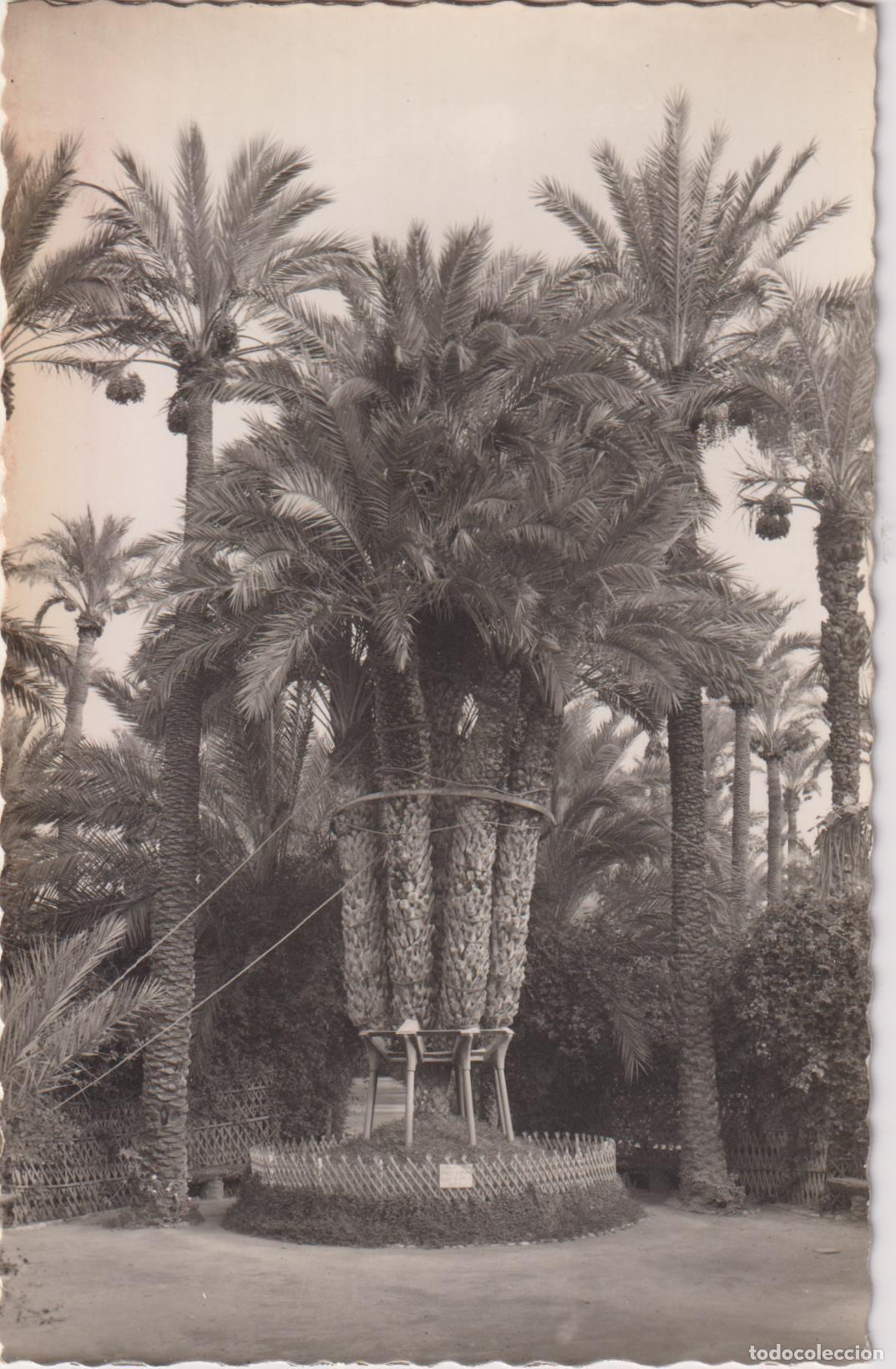 Postales: ELCHE, HUERTA DEL CURA, LA PALMERA IMPERIAL DE LOS OCHO BRAZOS - ED.GARCIA GARRABELLA N&ordm;29 - S/C