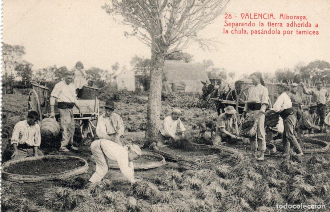 Postais: POSTAL VALENCIA - ALBORAYA - SEPARANDO LA TIERRA ADHERIDA A LA CHUFA PASANDOLA POR TAMICES - THOMAS