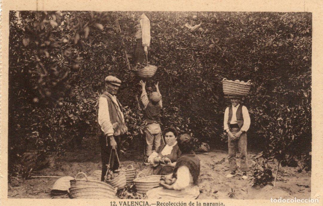 Cartes Postales: BONITA POSTAL - VALENCIA - RECOLECCION DE LA NARANJA - GRAFOS