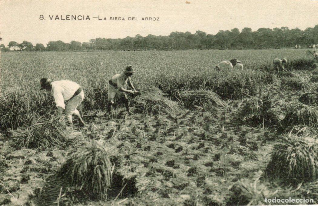 Cartes Postales: BONITA POSTAL - VALENCIA - LA SIEGA DEL ARROZ - GRAFOS
