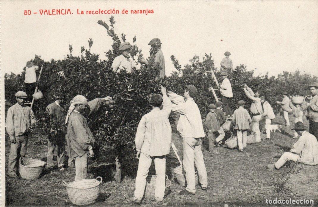 Cartes Postales: BONITA POSTAL - VALENCIA - LA RECOLECCION DE NARANJAS - FOTOTIPIA THOMAS