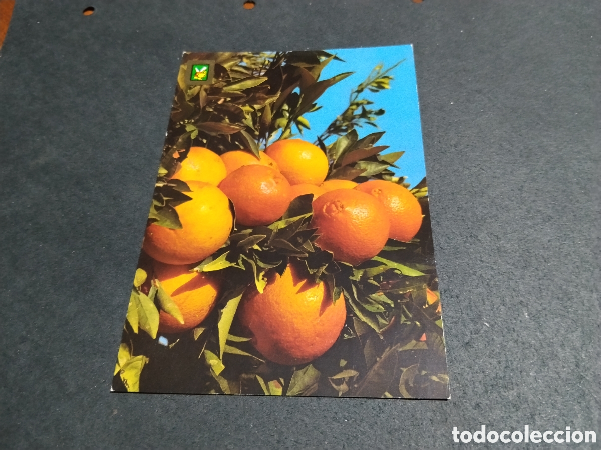 Postales: Postal Valencia platos t&iacute;picos,naranjas