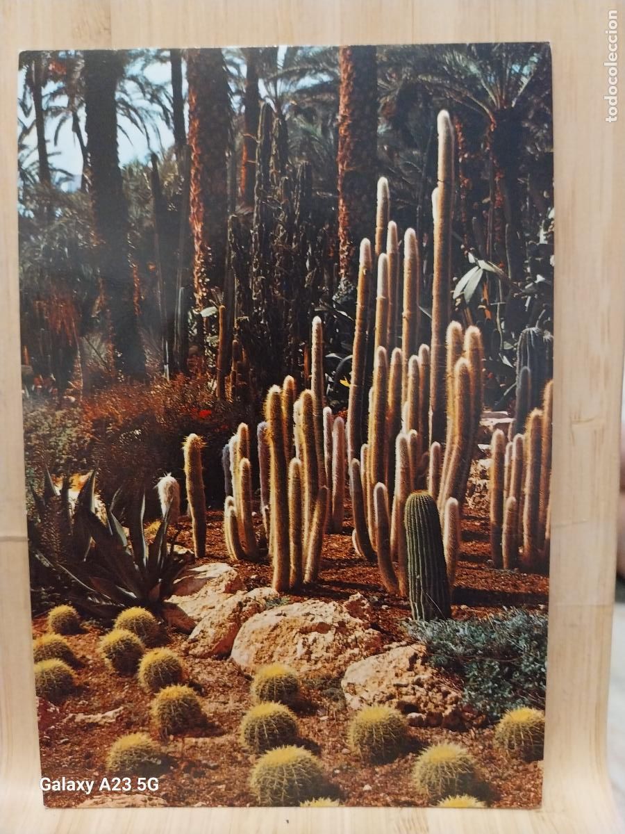 Cartes Postales: ELCHE HUERTO DEL CURA ED GARRABELLA 91 SC ORIGINAL