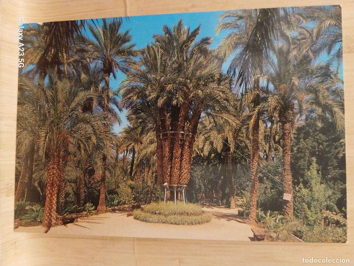Cartes Postales: ELCHE HUERTO DEL CURA ED GARRABELLA 83 SC ORIGINAL