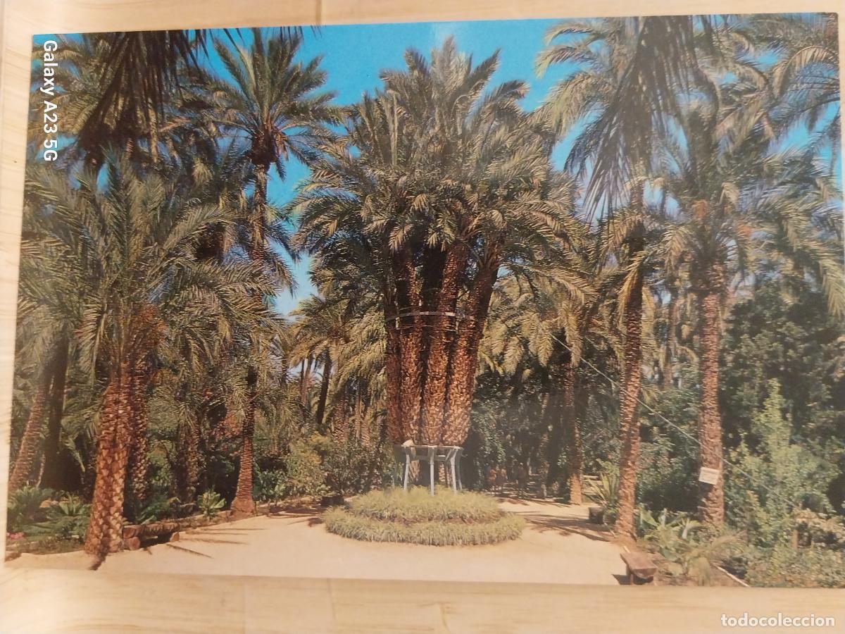Cartes Postales: ELCHE HUERTO DEL CURA ED GARRABELLA 83 SC ORIGINAL +