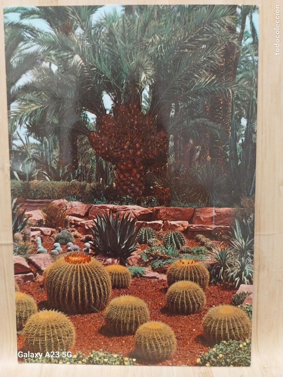Cartes Postales: ELCHE HUERTO DEL CURA PALMERA ABANICO ED GARRABELLA 89 SC ORIGINAL +...... +