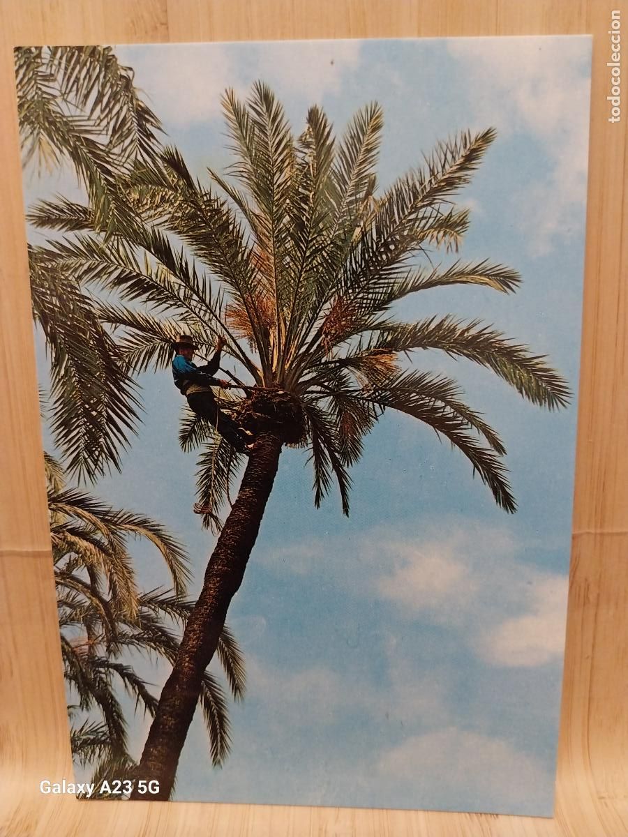 Cartoline: ELCHE PODA DE PALMERAS ED GARRABELLA 39 SC ORIGINAL