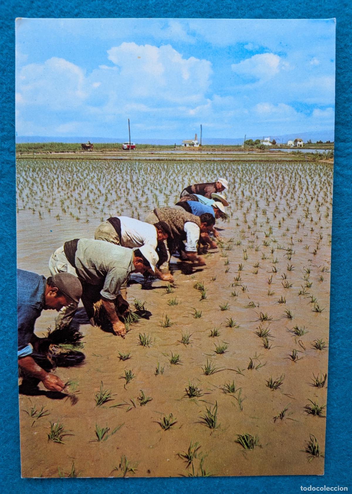 Postales: RW POSTAL ALBORAYA VALENCIA PLANTA DEL ARROZ HORCHATA P1886