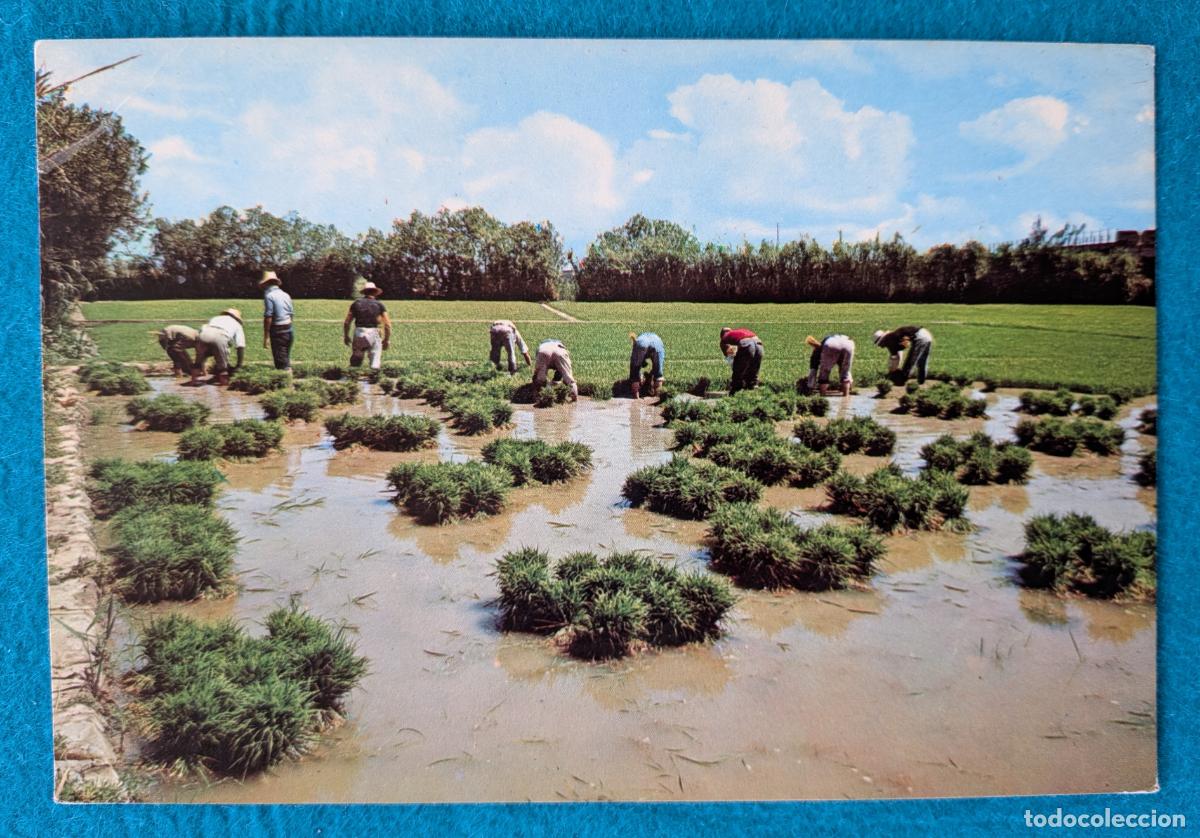 Postales: RW POSTAL ALBORAYA VALENCIA CAMPOS DE ARROZ ARRANCA DEL PLANTEL HORCHATA P1887