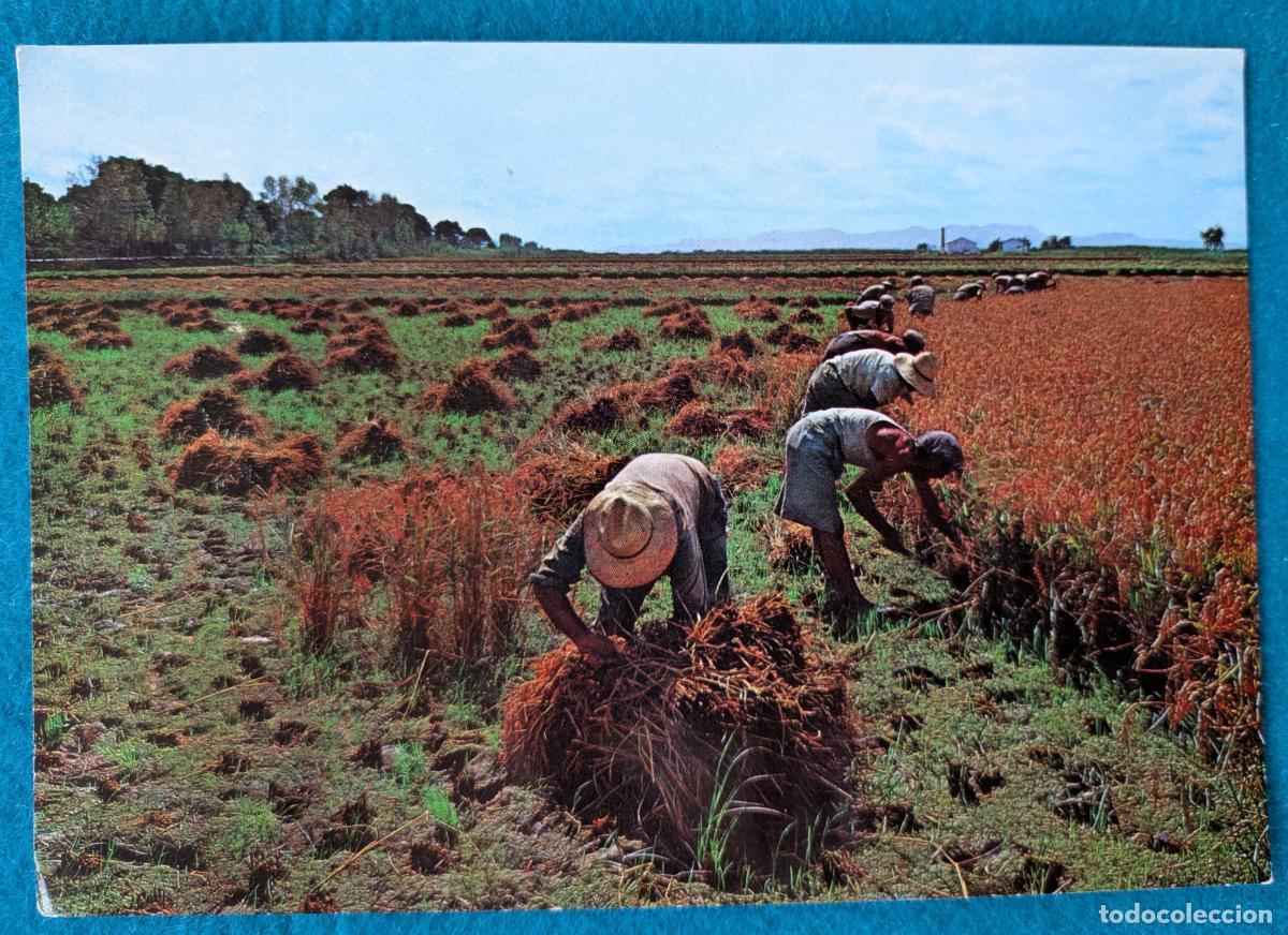Postales: RW POSTAL ALBORAYA VALENCIA SIEGA DEL ARROZ HORCHATA P1888