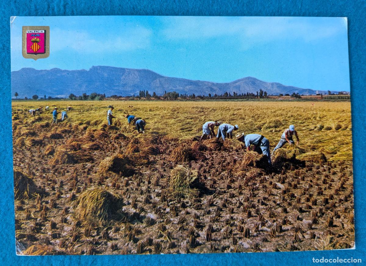 Postales: RW POSTAL ALBORAYA VALENCIA SIEGA DEL ARROZ HORCHATA P1889