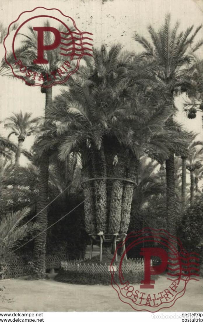 Postales: ALICANTE. HUERTO DEL CURA. LA PALMERA IMPERIAL DE LOS OCHO BRAZOS
