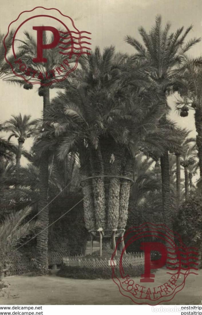Postales: ALICANTE. ELCHE. HUERTO DEL CURA. PALMERA IMPERIAL