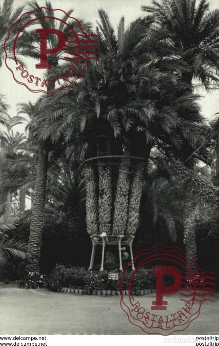 Postales: ALICANTE. ELCHE. HUERTO DEL CURA. PALMERA IMPERIAL
