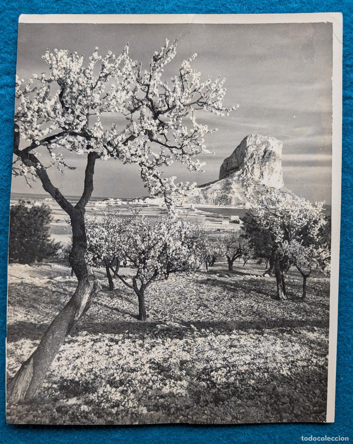 Postales: RW POSTAL CALPE ALICANTE ALMENDROS EN FLOR Y PE&Ntilde;ON DE IFACH P1926