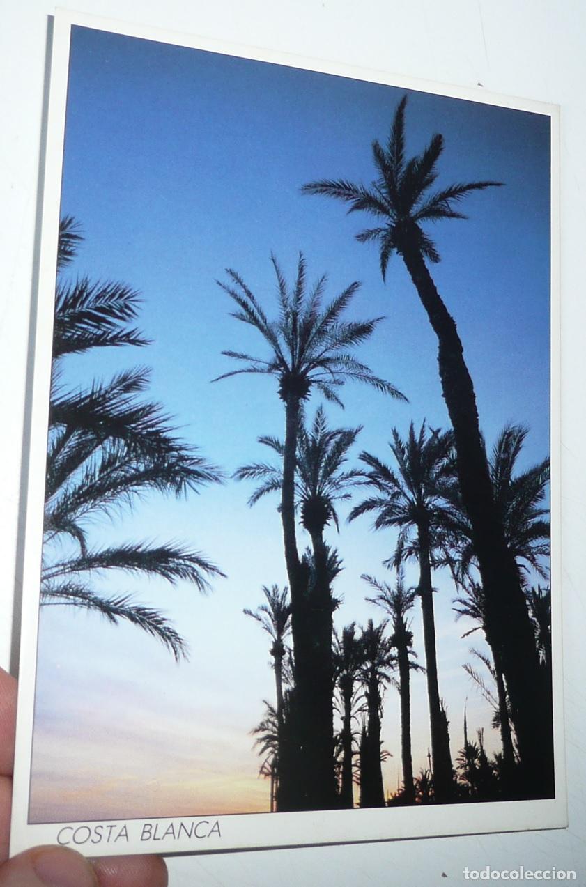 Postales: Postal Costa Blanca Palmeras de Elche. Mediterr&aacute;nia N&ordm; 163. Sin circular.